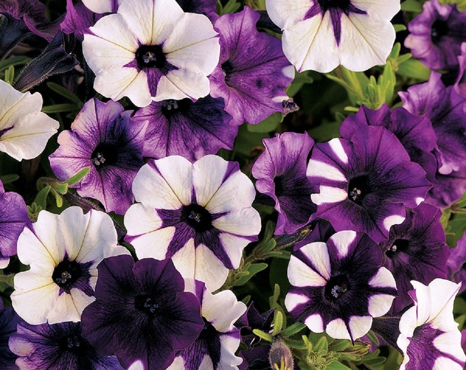 25 Pelleted Petunia Seeds Shock Wave Purple Tie Dye Trailing Petunia