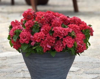 Double Petunia Etsy