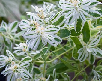 Euphorbia Seeds Blue Haze 25 Seeds Sedum Seeds Perennial Euphorbia Seeds Blue Haze 25 Seeds Sedum Seeds Perennial
