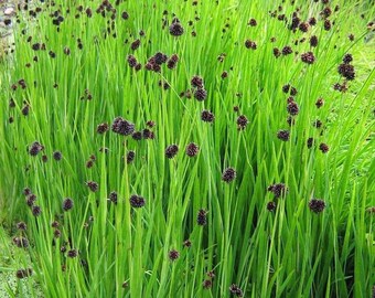 Dichondra Seeds Emerald Falls Multi Pelleted Seeds 25 thru 100 Pelleted Seeds