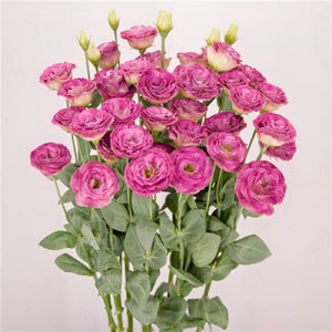 Floral Lisianthus Seeds Arosa 3 Wine Flash Cut Flower, garden flower gift, double flowers