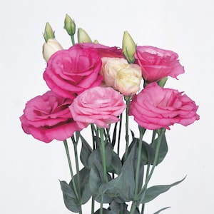 Flower Lisianthus Seeds Excalibur Rose Pink 50 Pelleted Seeds Floral Seeds