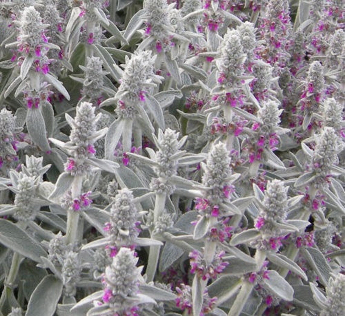 Lambs Ear Seeds