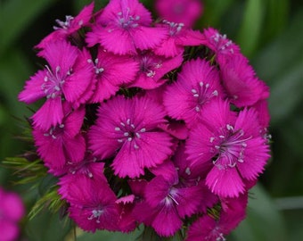 Cut Flowers 50 Pelleted Dianthus Seeds Dianthus Sweet Neon Purple