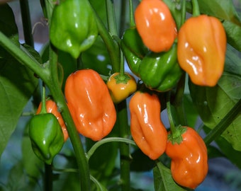 500 Seeds Orange Habanero Pepper Seeds