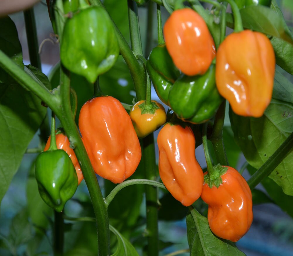 Orange Habanero Pepper-Bounty Hunter Seeds-Heirloom Peppers