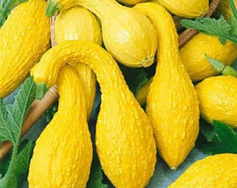 May include: A group of yellow crookneck squash with a bumpy texture. The squash are arranged in a basket and are ready to be harvested.