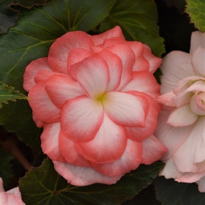 Begonia Seeds Begonia On Top Fandango 15 thru 50 Pelleted Seeds image 2