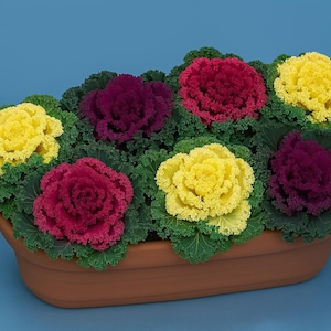 Ornamental Kale Nagoya Mix 50 Seeds Flowering Kale Seeds