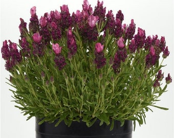 Lavandula Seeds 25 Lavender Bandera Deep Rose Spanish Lavender Seeds