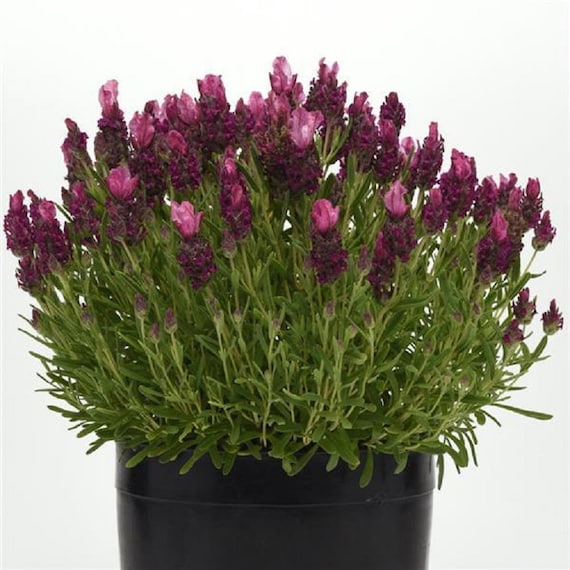 Lavandula Seeds 25 Lavender Bandera Deep Rose Spanish Lavender Seeds