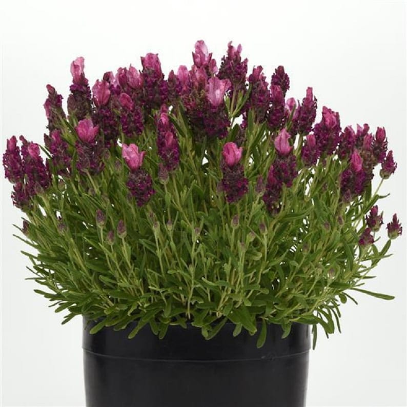 Lavandula Seeds 25 Lavender Bandera Deep Rose Spanish Lavender Seeds bild 1