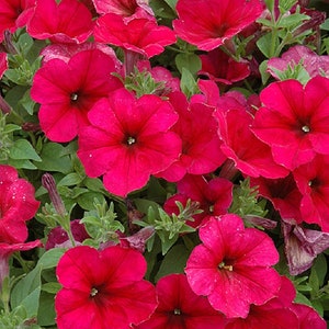 Flower Seeds Petunia Easy Wave Berry Velour 25 Pelleted Petunia Seeds