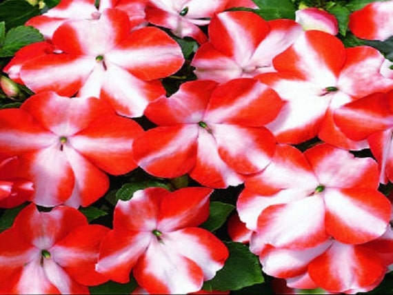 50 Impatiens Seeds Accent Star Mix Impatiens Seeds 50 Impatiens Seeds Accent Star Mix Impatiens Seeds