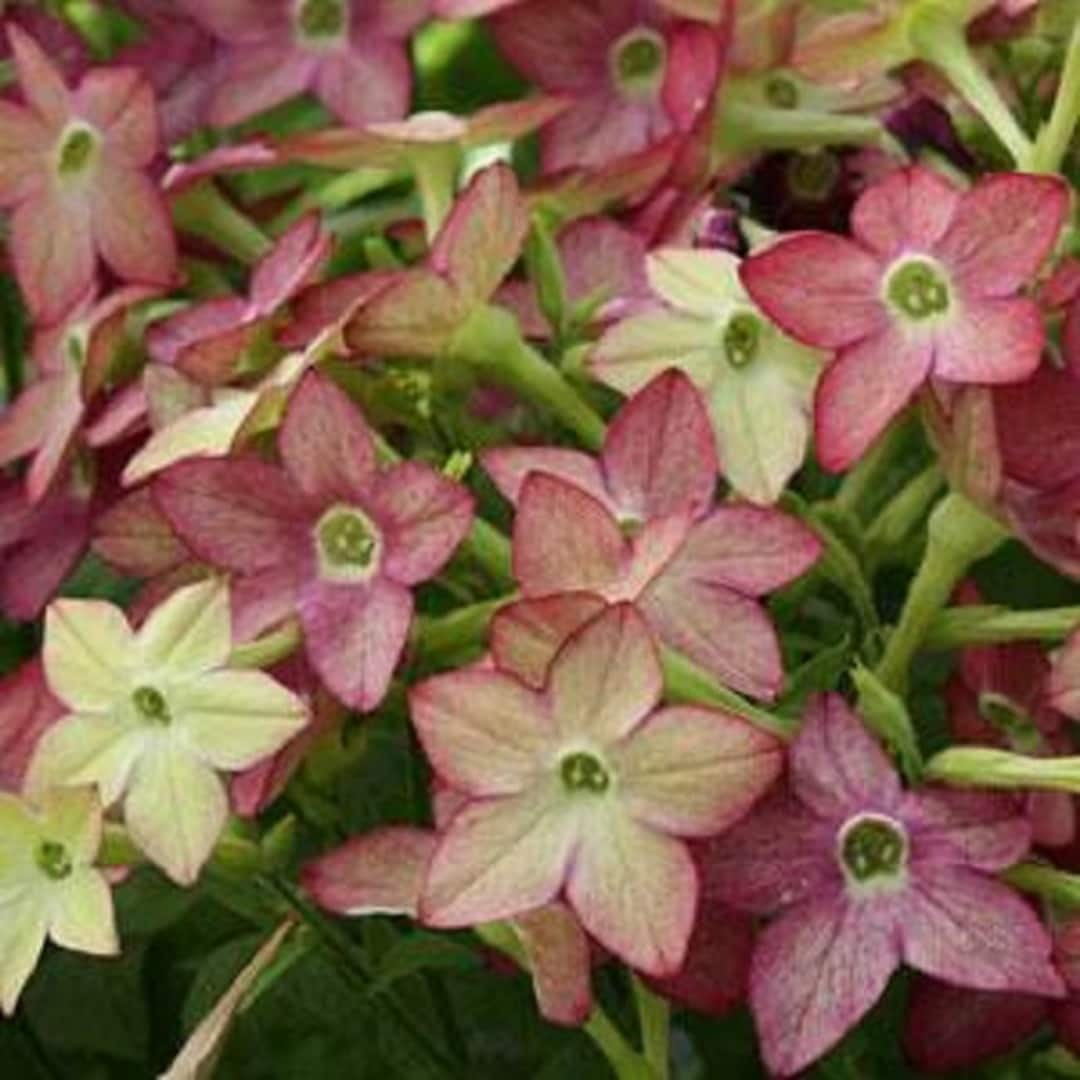 Amazing Nicotiana Seeds Wallpaper for Desktop Amazing Nicotiana Seeds Wallpaper for Desktop