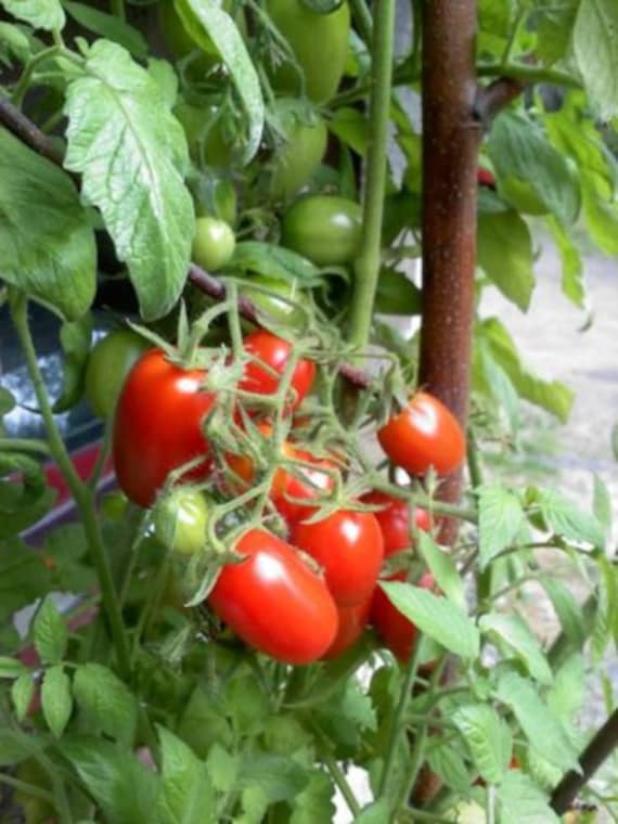 50 Seeds Juliet Grape Hybrid Tomato Seeds Etsy