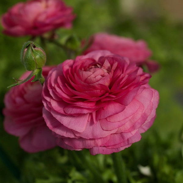 Ranunculus Seeds 25 multi Pelleted Seeds Ranunculus Bloomingdale Rose Shades