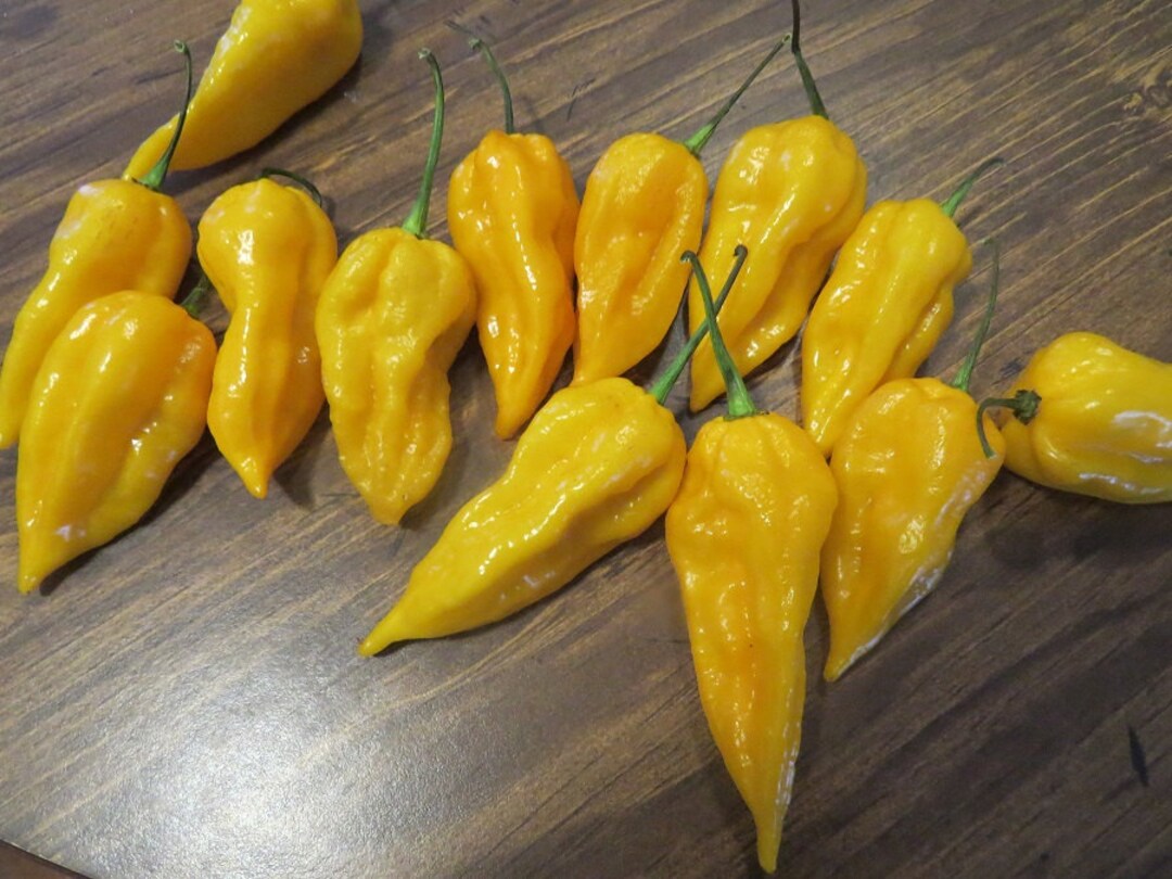 50 Pepper Seeds Bhut Jolokia Yellow Ghost Pepper - Etsy