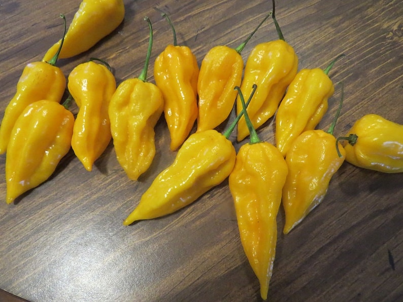 50 Pepper Seeds Bhut Jolokia Yellow Ghost Pepper Etsy