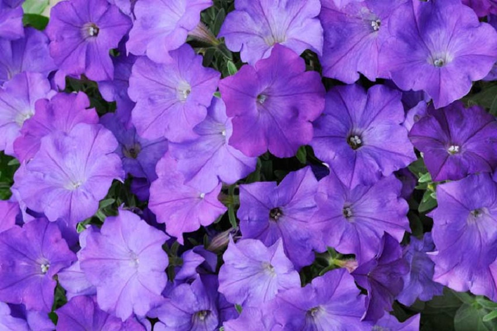 петунии вейв описание. петуния ампельная изи вейв неон роуз. петуния ампельная тайдал. петуния "easy wave f1" (coral reef). петунии вейв описание.