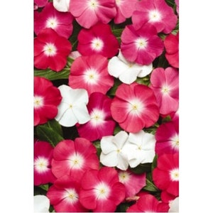 MPB#12 Vinca Seeds 25 thru 250 Seeds Vinca Pacifica Xp Mix Halo