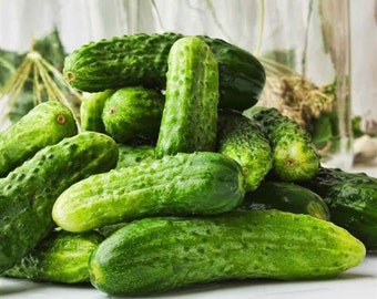 25 Vegetable Seeds Petipikel Cucumber Seeds Pickling Cucumber