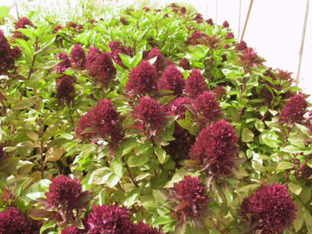 50 Basil Cardinal Red Seeds Herb Seeds Ornamental Basil - Etsy 日本