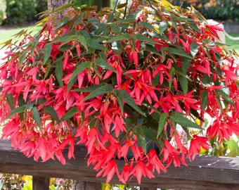 BIN#2R7D5 Begonia Seeds Bossa Nova Pink Glow Trailing Begonia 15 Pelleted Seeds