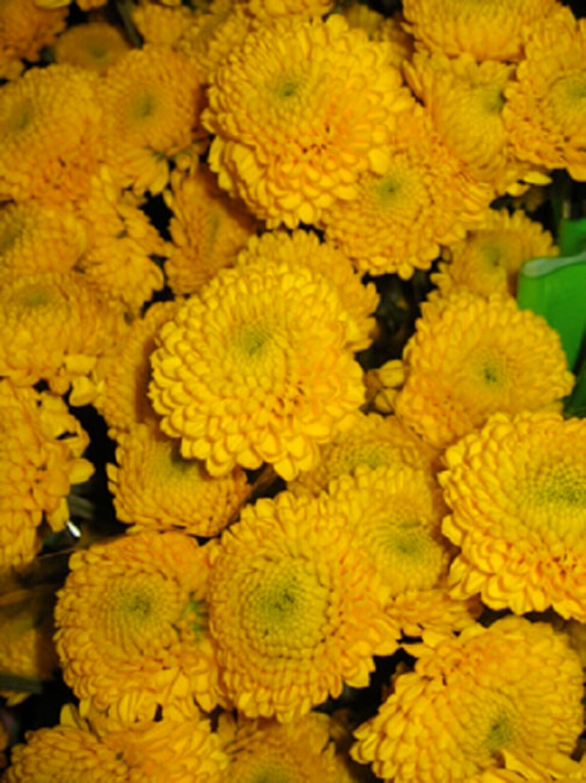 Chrysanthemum Seeds Yellow Button 50 thru 5000 Bulk Seeds Mum Etsy
