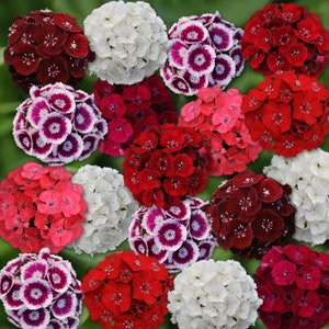 50 Pelleted Dianthus Seeds Dianthus Sweet Mix Seeds