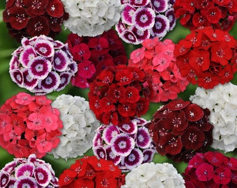 50 Pelleted Dianthus Seeds Dianthus Sweet Mix Seeds