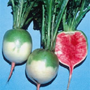Vegetable Seeds 100 Seeds Valentine Radish Seeds