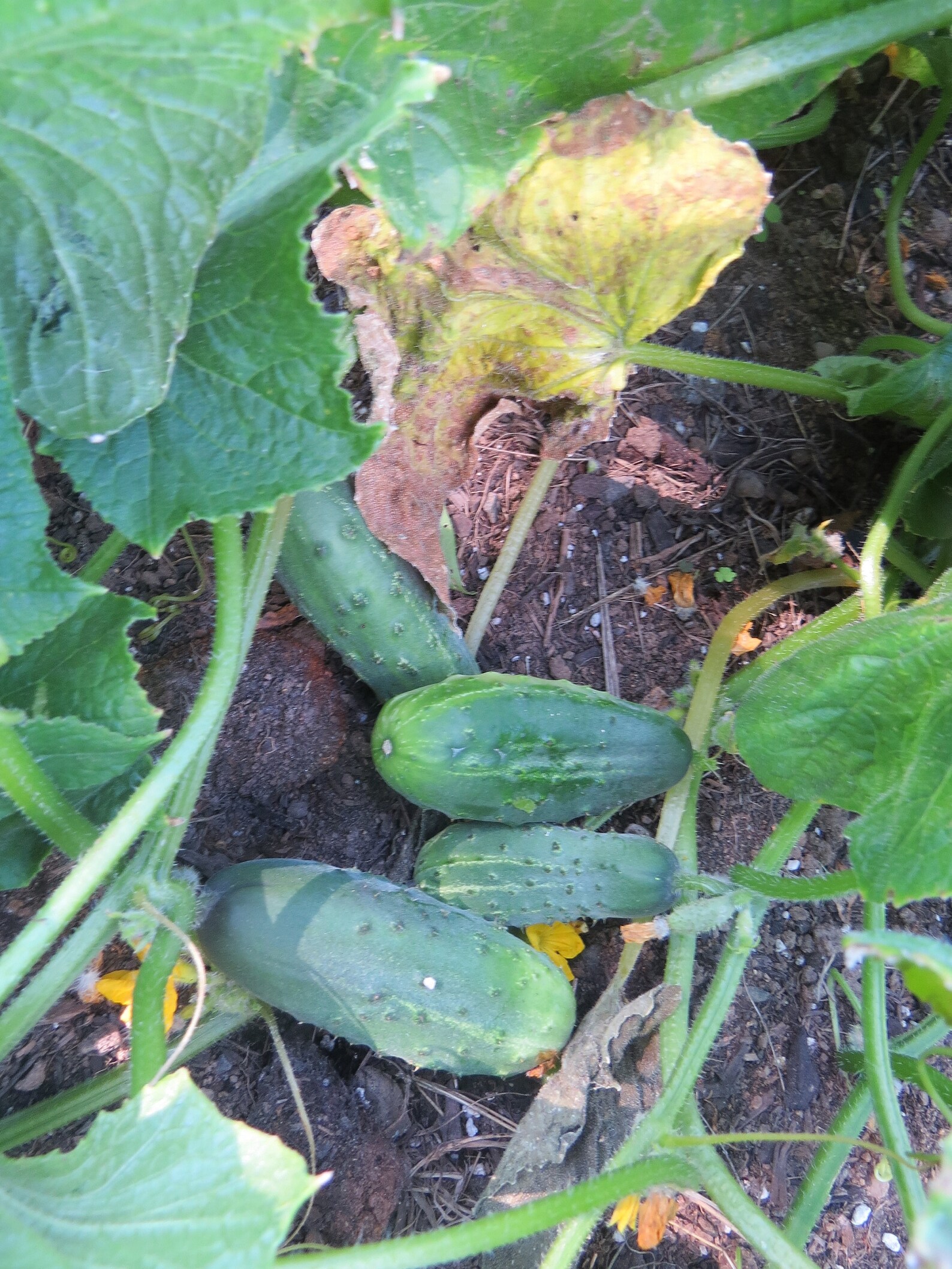 MPB10 Cucumber Seeds Pick A Bushel Pickling Cucumber F1 Etsy