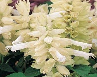 500 Flower Seeds  Salvia Vista White Seeds