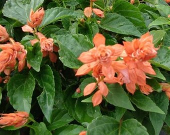 Flower Seeds 500 Salvia Sizzler Salmon Seeds