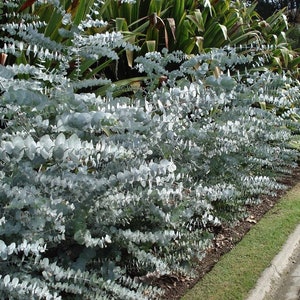 May include: A hedge of silver-leaved eucalyptus plants, with the leaves arranged in a cascading pattern. The plants are growing along the edge of a paved path.