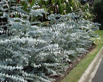 MPB#5 Silver Drop Eucalyptus Seeds 25 thru 500 Bulk Seeds