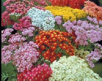 Achillea Seeds Yarrow Summer Pastels 100 thru 500 Seeds (PERENNIAL)