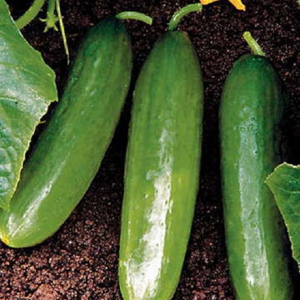 50 Seeds Cucumber Slicer Diva Hybrid Cucumber Seeds