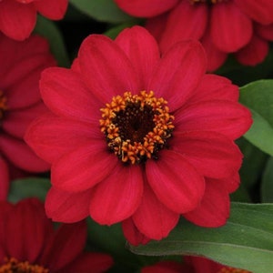 Zinnia Seeds Zinnia Zahara Raspberry Heat Tolerant 25 Seeds