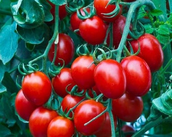 MPB#6 Tomato Seeds Small Red Cherry Tomato Heirloom 100 thru 2,000 Seeds