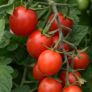 25 Tomato Seeds Sugar Rush F1 Hybrid Cherry Tomatoes Vegetable
