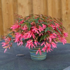 BIN#2R7D7 Begonia Seeds Begonia Bossa Nova Rose Trailing Begonia 15 Pelleted Seeds