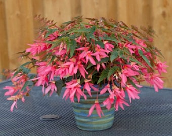 15 Pelleted Begonia Seeds – Illumination Golden Picotee – Flower Seeds, Fresh