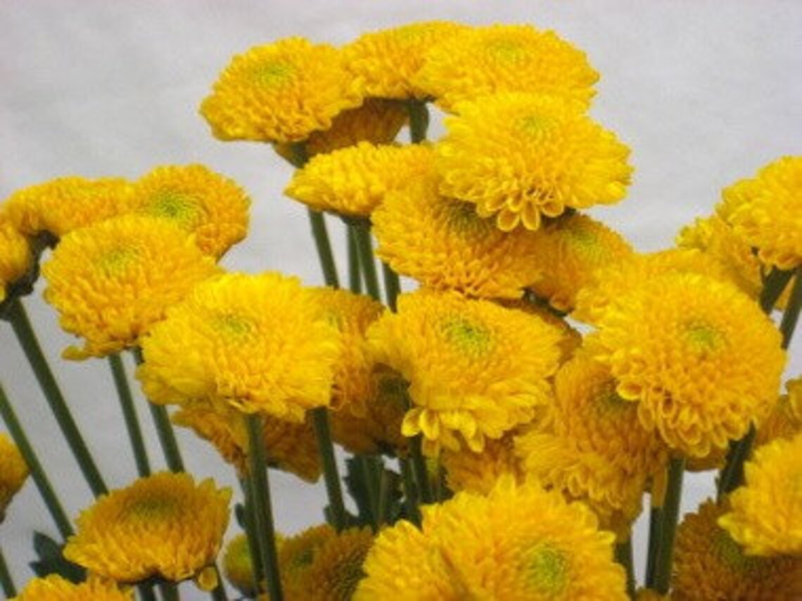 Chrysanthemum Seeds Yellow Button 50 thru 5000 Bulk Seeds Mum Etsy