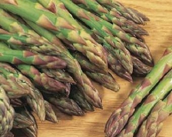 Vegetable Seeds 300 Asparagus Mary Washington Seeds Asparagus Seeds