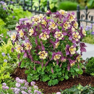 Aquilegia Seeds 25 Earlybird Purple And Yellow Columbine Seeds Perennial Seeds