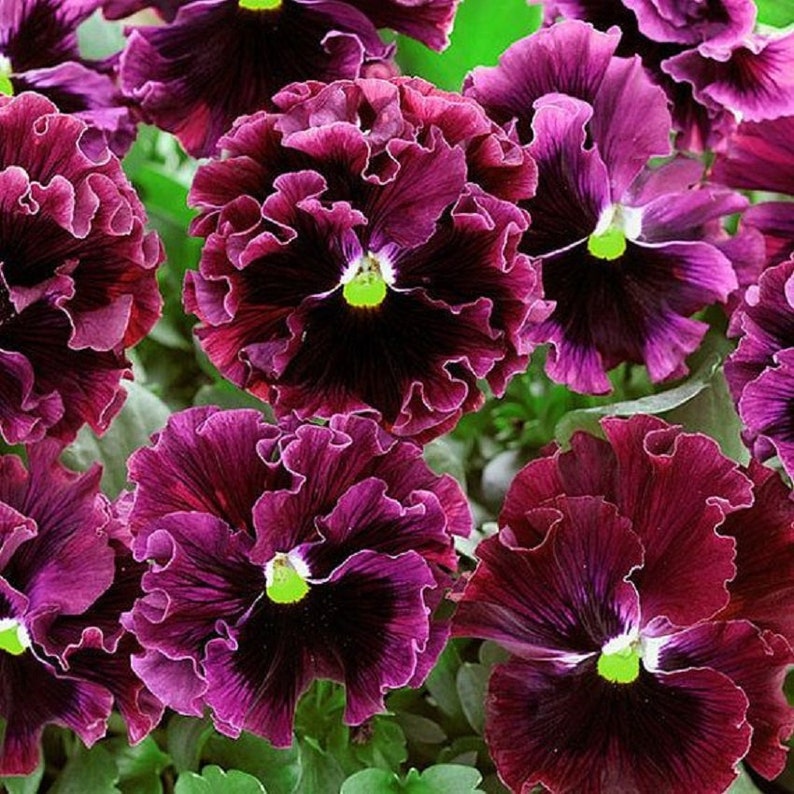 Pansy Seeds Frizzle Sizzle Burgundy 25 Thru 500 Seeds you pick Etsy