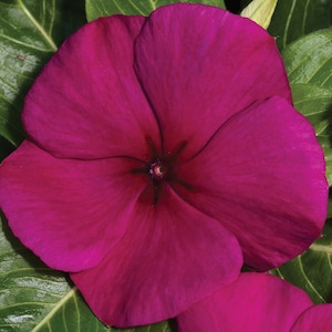 Vinca Seeds Vinca Vitalia Burgundy 25 thru 100 Seeds Flower Seeds catharanthus roseus