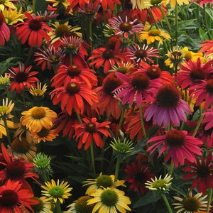 Grow Vibrant Echinacea Flowers with 15 Cheyenne Spirit Seeds